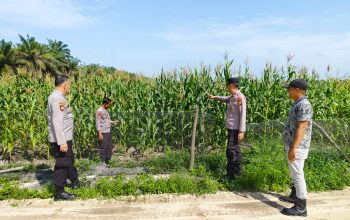 Kapolsek Siak Hulu Tinjau Lahan Jagung KOPPSA-M, Dukung Program Swasembada Pangan 2026