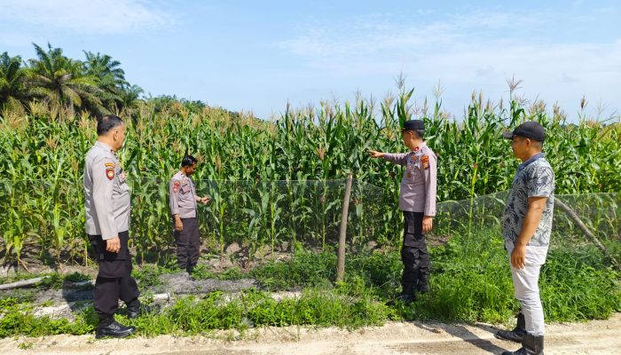 Kapolsek Siak Hulu Tinjau Lahan Jagung KOPPSA-M, Dukung Program Swasembada Pangan 2026