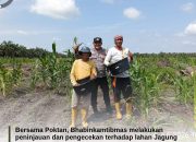 Polsek Siak Hulu Cek Perkembangan Tanaman Jagung Kuartal II, Dukung Program Swasembada Pangan 2026