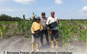 Polsek Siak Hulu Cek Perkembangan Tanaman Jagung Kuartal II, Dukung Program Swasembada Pangan 2026