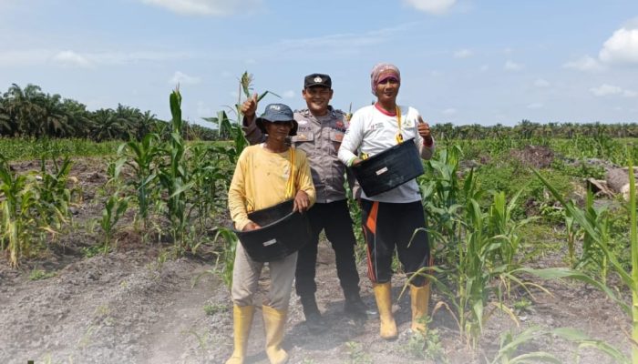 Polsek Siak Hulu Cek Perkembangan Tanaman Jagung Kuartal II, Dukung Program Swasembada Pangan 2026