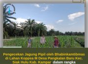 Polsek Siak Hulu Terus Dampingi Petani, Pertumbuhan Jagung KOPPSA-M Terus Dipantau
