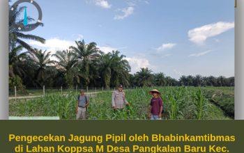 Polsek Siak Hulu Terus Dampingi Petani, Pertumbuhan Jagung KOPPSA-M Terus Dipantau