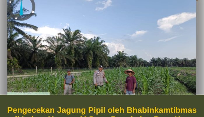 Polsek Siak Hulu Terus Dampingi Petani, Pertumbuhan Jagung KOPPSA-M Terus Dipantau
