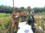Pemerintah Kampung Gabung Makmur Apresiasi Peran Bhabinkamtibmas Polsek Kerinci Kanan, Program Ketahanan Pangan Bersama Kelompok Tani