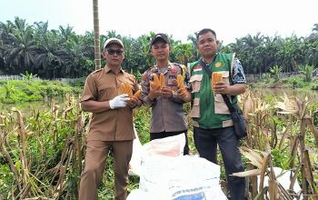 Pemerintah Kampung Gabung Makmur Apresiasi Peran Bhabinkamtibmas Polsek Kerinci Kanan, Program Ketahanan Pangan Bersama Kelompok Tani