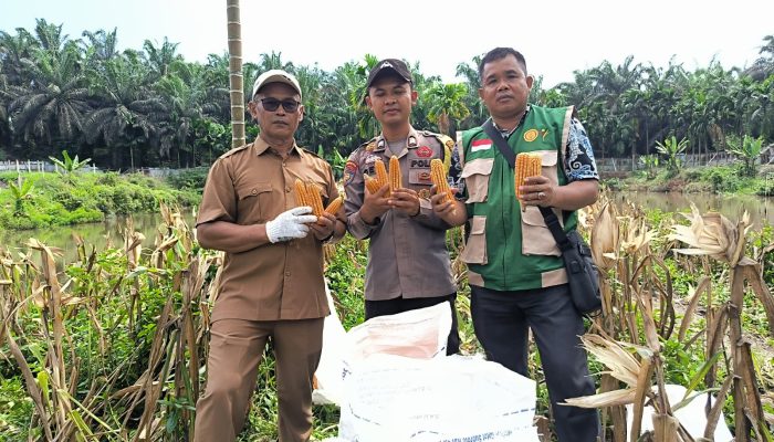 Pemerintah Kampung Gabung Makmur Apresiasi Peran Bhabinkamtibmas Polsek Kerinci Kanan, Program Ketahanan Pangan Bersama Kelompok Tani