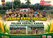Sinergi Polsek Kerinci Kanan Bersama Kelompok Tani Sukseskan Panen Jagung Pipil di Kampung Gabung Makmur