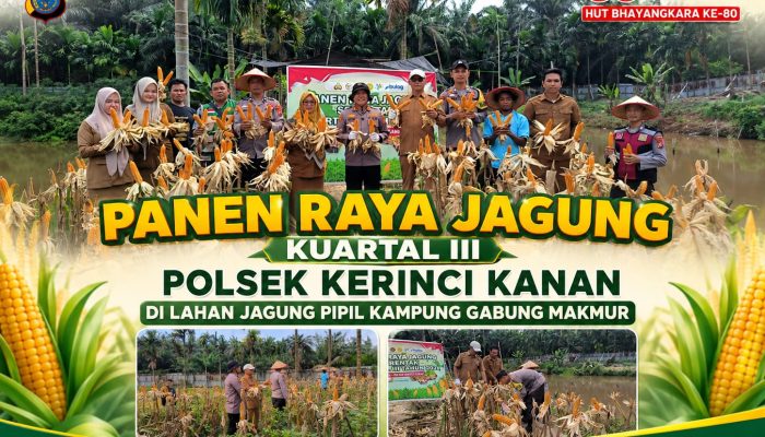 Sinergi Polsek Kerinci Kanan Bersama Kelompok Tani Sukseskan Panen Jagung Pipil di Kampung Gabung Makmur