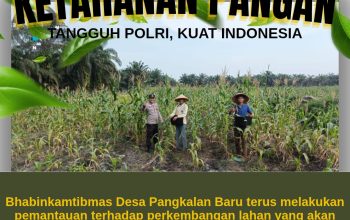 Dukung Swasembada Pangan 2026, Polsek Siak Hulu Cek Perkembangan 10 Hektar Lahan Jagung Pipil di Desa Pangkalan Baru