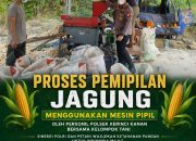 Personel Polsek Kerinci Kanan Bersama Kelompok Tani, Pipil Jagung Hasil Panen Dukung Program Ketahanan Pangan Nasional