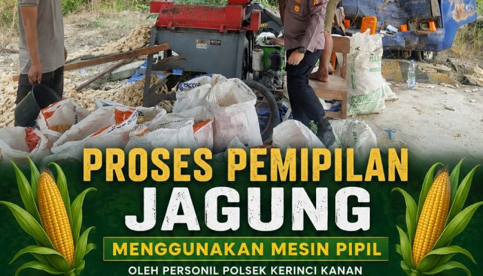 Personel Polsek Kerinci Kanan Bersama Kelompok Tani, Pipil Jagung Hasil Panen Dukung Program Ketahanan Pangan Nasional