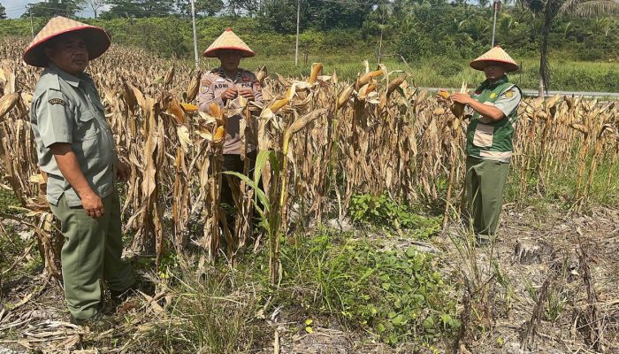 Dukung Ketahanan Pangan, Bhabinkamtibmas Polsek Kerinci Kanan dan PPL Cek Kesiapan Panen Jagung