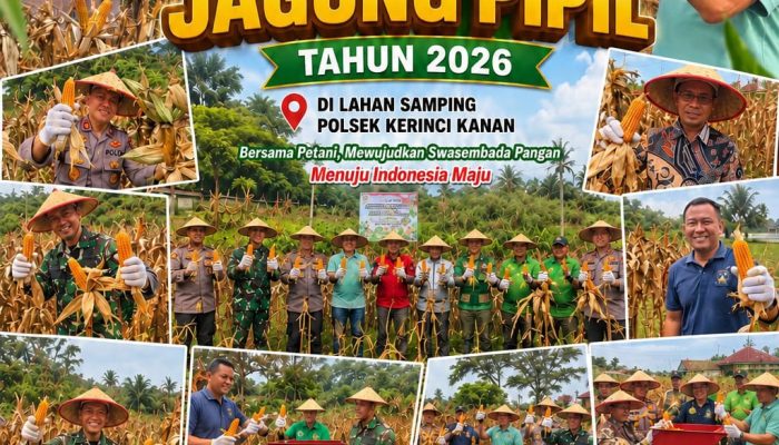 Polsek Kerinci Kanan Bersama UPIKA dan Kelompok Tani Panen Jagung, Wujud Sinergi Dukung Asta Cita