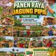 Polsek Kerinci Kanan Bersama UPIKA dan Kelompok Tani Panen Jagung, Wujud Sinergi Dukung Asta Cita