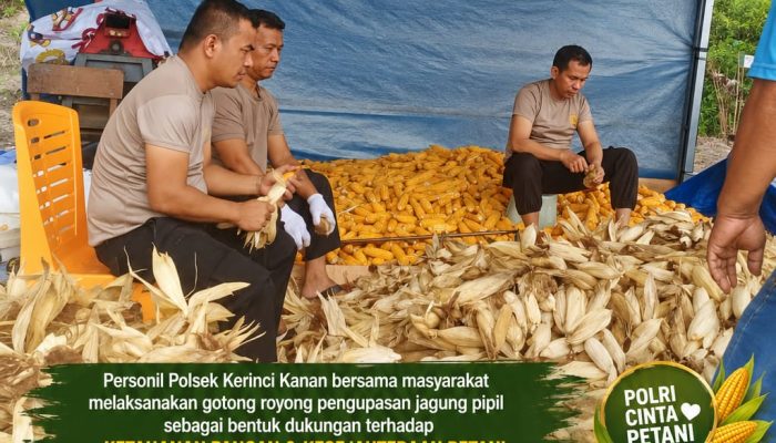 Personel Polsek Kerinci Kanan Gotong Royong Kupas dan Pipil Jagung Hasil Panen Kuartal III Tahun 2026, Dukung Asta Cita Presiden RI