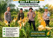 Kapolsek Kerinci Kanan Tinjau Lahan Jagung Pipil, Perkuat Sinergi Ketahanan Pangan Bersama PT MSSP