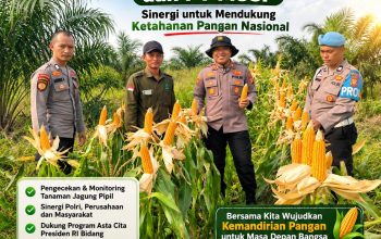 Kapolsek Kerinci Kanan Tinjau Lahan Jagung Pipil, Perkuat Sinergi Ketahanan Pangan Bersama PT MSSP