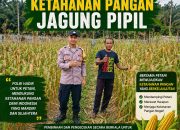 Bhabinkamtibmas Kampung Gabung Makmur Laksanakan Pembinaan dan Pengecekan Ketahanan Pangan Jagung Pipil