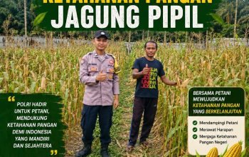 Bhabinkamtibmas Kampung Gabung Makmur Laksanakan Pembinaan dan Pengecekan Ketahanan Pangan Jagung Pipil