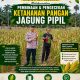 Bhabinkamtibmas Kampung Gabung Makmur Laksanakan Pembinaan dan Pengecekan Ketahanan Pangan Jagung Pipil