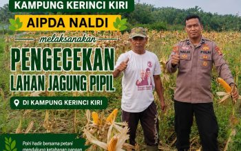 Bhabinkamtibmas Kampung Kerinci Kanan Polsek Kerinci Kanan Pengecekan Lahan Jagung Pipil, Wujud Dukungan Polri Terhadap Ketahanan Pangan