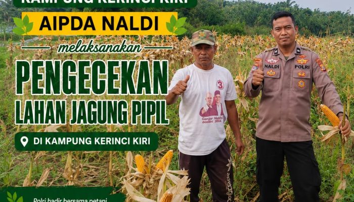 Bhabinkamtibmas Kampung Kerinci Kanan Polsek Kerinci Kanan Pengecekan Lahan Jagung Pipil, Wujud Dukungan Polri Terhadap Ketahanan Pangan
