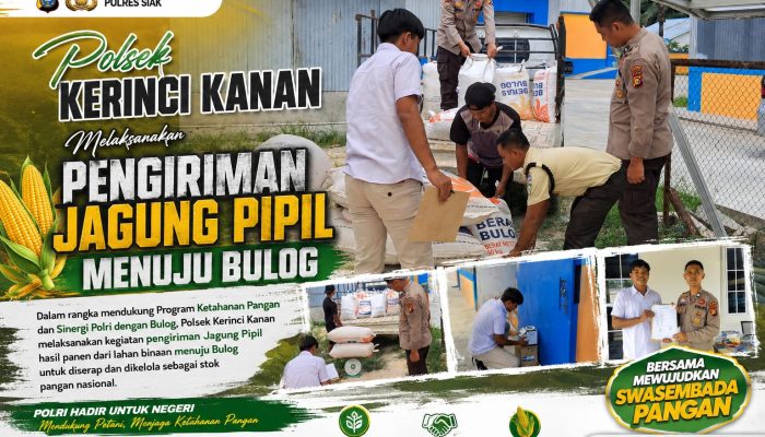Polsek Kerinci Kanan Laksanakan Pengiriman Jagung Pipil ke BULOG, Wujud Nyata Dukungan terhadap Ketahanan Pangan Nasional