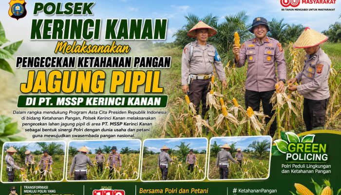 Dukung Asta Cita Ketahanan Pangan, Kapolsek Kerinci Kanan Tinjau Lahan Jagung Pipil PT MSSP