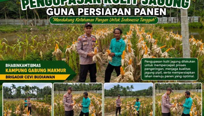 Bantu Petani Kupas Kulit Jagung, Brigadir Cevi Budiawan Sukseskan Ketahanan Pangan Nasional