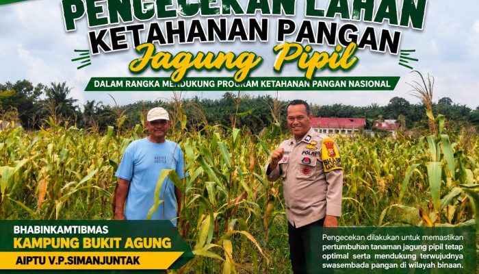 Dukung Asta Cita, Aiptu VM Simanjuntak Monitoring Ketahanan Pangan Jagung Pipil di Bukit Agung