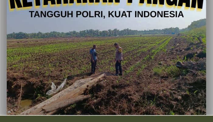 Bhabinkamtibmas Desa Baru Polsek Siak Hulu, Lakukan Pengecekan Lahan Jagung Pipil Kuartal-III