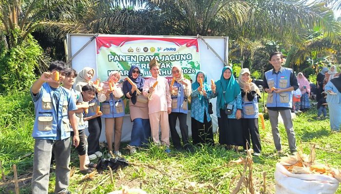 Polsek Kerinci Kanan : Mahasiswa KKN UIN Suska Riau Antusias Ikuti Panen Jagung Pipil, Dukung ketahanan pangan di kampung kerinci kiri