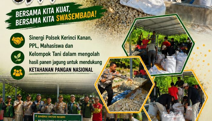 Sinergi Polsek Kerinci Kanan, PPL, Kelompok Tani, dan Mahasiswa Gotong Royong Pipil Jagung Dukung Ketahanan Pangan Nasional