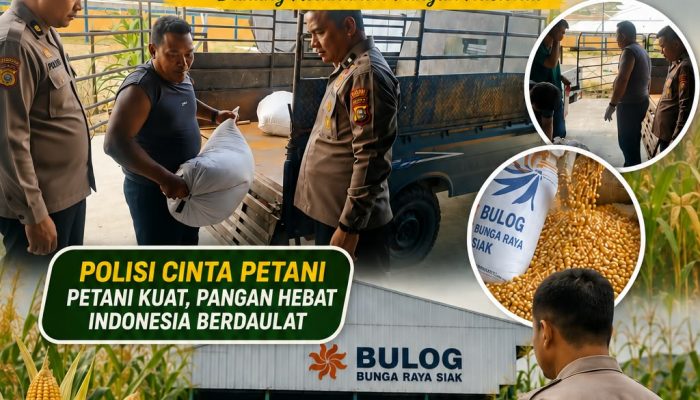 Dukung Ketahanan Pangan, Bhabinkamtibmas Kampung Kerinci Kiri Polsek Kerinci Kanan Kawal Pengiriman Jagung Pipil ke Bulog Siak