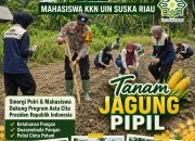 Mahasiswa KKN UIN Suska Riau Bersama Bhabinkamtibmas Polsek Kerinci Kanan Tanam Jagung Pipil di Kampung Gabung Makmur