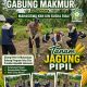 Mahasiswa KKN UIN Suska Riau Bersama Bhabinkamtibmas Polsek Kerinci Kanan Tanam Jagung Pipil di Kampung Gabung Makmur