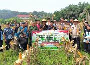 Polsek Kerinci Kanan Panen Jagung Pipil di Kampung Bukit Agung, Wujud Sinergi Dukung Ketahanan Pangan