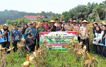 Polsek Kerinci Kanan Panen Jagung Pipil di Kampung Bukit Agung, Wujud Sinergi Dukung Ketahanan Pangan