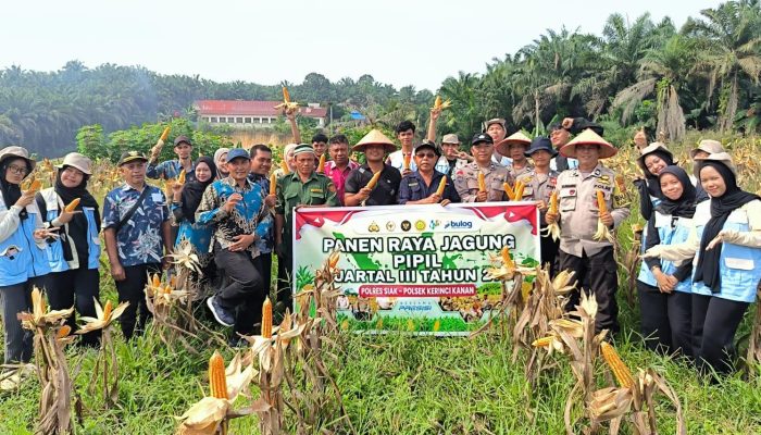 Polsek Kerinci Kanan Panen Jagung Pipil di Kampung Bukit Agung, Wujud Sinergi Dukung Ketahanan Pangan