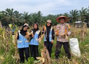 Polsek Kerinci Kanan Bersama Mahasiswa KKN UIN Suska Riau Turut Serta dalam Panen Jagung di Kampung Bukit Agung