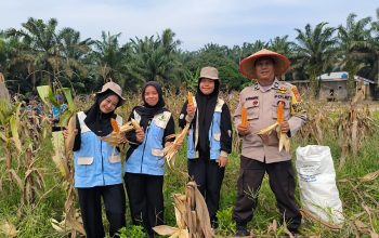 Polsek Kerinci Kanan Bersama Mahasiswa KKN UIN Suska Riau Turut Serta dalam Panen Jagung di Kampung Bukit Agung