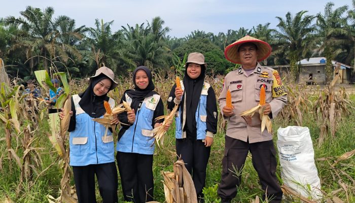 Polsek Kerinci Kanan Bersama Mahasiswa KKN UIN Suska Riau Turut Serta dalam Panen Jagung di Kampung Bukit Agung