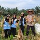 Polsek Kerinci Kanan Bersama Mahasiswa KKN UIN Suska Riau Turut Serta dalam Panen Jagung di Kampung Bukit Agung