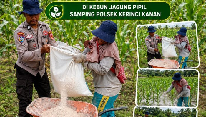 Progres Ketahanan Pangan Jagung Pipil, Polsek Kerinci Kanan Persiapkan Lahan Dengan Pupuk Dolomit