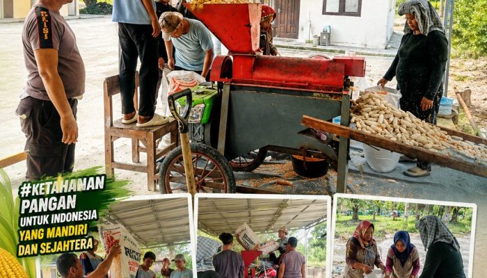 Bhabinkamtibmas Bukit Agung Polsek Kerinci Kanan, Gotong Royong Jagung Pipil Bersama Masyarakat dan Kelompok Tani