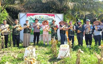 Polsek Kerinci Kanan Bersama Pemerintah Kampung dan Kelompok Tani Panen Jagung di Kampung Kerinci Kiri, Perkuat Ketahanan Pangan