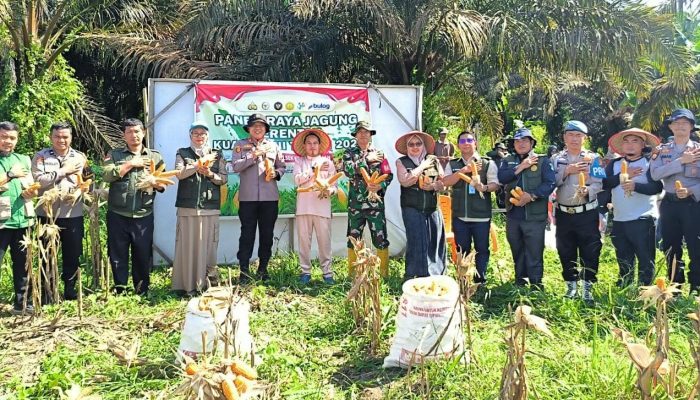 Polsek Kerinci Kanan Bersama Pemerintah Kampung dan Kelompok Tani Panen Jagung di Kampung Kerinci Kiri, Perkuat Ketahanan Pangan