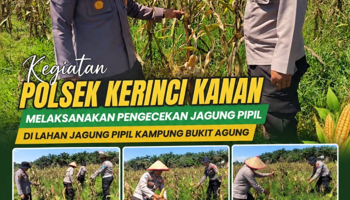 Kapolsek Kerinci Kanan Cek Jagung Pipil di Kampung Bukit Agung, Dukung Ketahanan Pangan