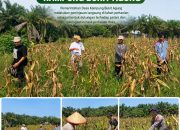 Pemerintah Kampung Bukit Agung Komitmen Dukung Ketahanan Pangan Jagung Pipil